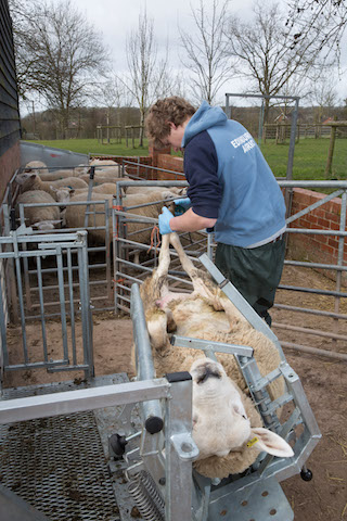 young shepherd Bakewell - web.jpg